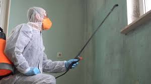 Best Basement Mold Removal  in Bay St Louis, MS