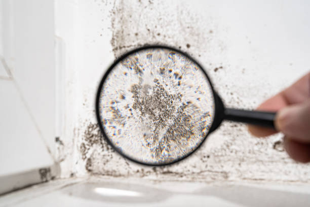 Mold Documentation for Insurance Claims in Bay St Louis, MS